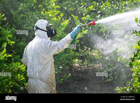 Spray Pesticides Pesticide On Fruit Lemon In Growing Agricultural