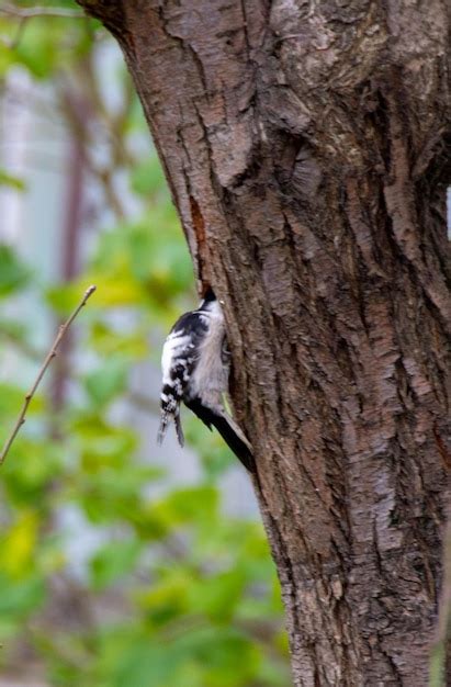 Premium Photo Female Hairy Woodpecker And Female Downy Woodpecker