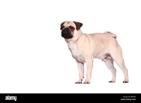 Mops Pug Stock Photo Royalty Free Image 29236582 Alamy