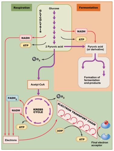 Microbiology 5 Microbial Metabolism Flashcards Quizlet