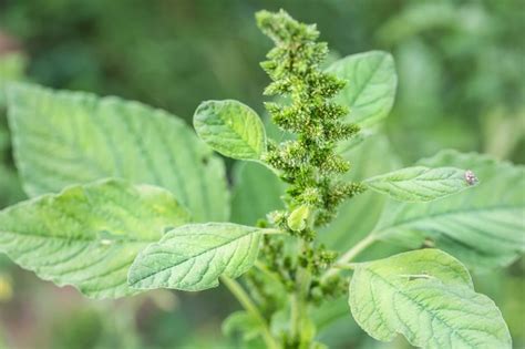 How To Grow Callaloo Seeds Hunker