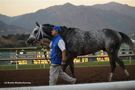 Frosted Horses Horse Racing Animals