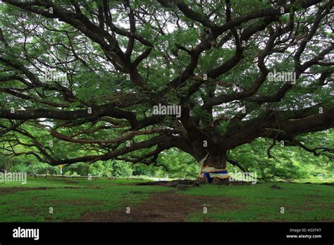 Samanea saman, Big rain tree Stock Photo - Alamy