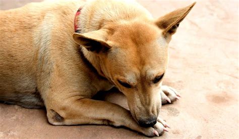 Seu cão lambe muito as patas Fique alerta Meus Bichos