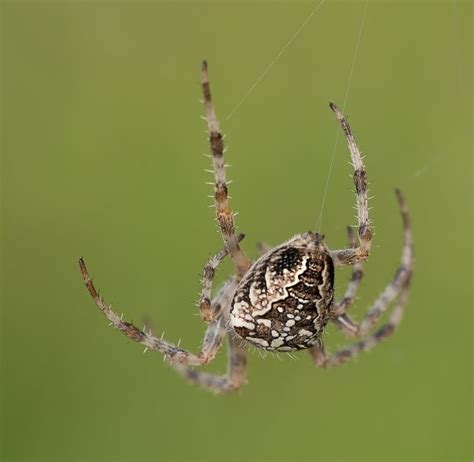 Everything You Need To Know About Common Australian Spiders Min Canberra Pest Control