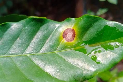 Common House Plant Diseases How To Identify And Treat Them