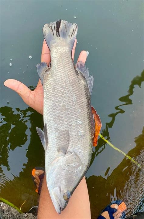 Asian Seabass Fish Barramundi As A Seafood Available At Reasonable