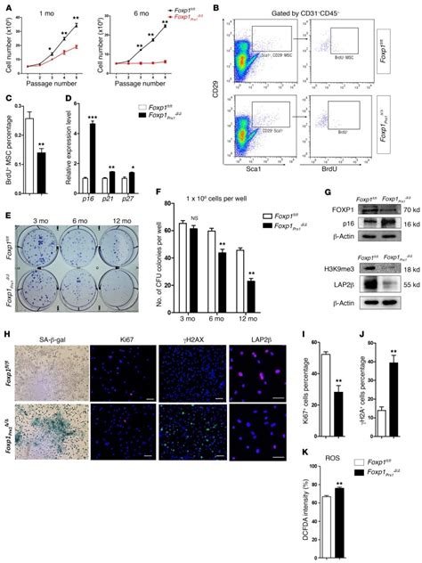 Brdu Antibody Percp Efluor