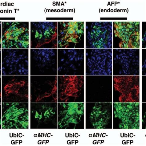 The αmhc Gfp Reporter Line Maintains Genomic Integrity αmhc Gfp Hescs Download Scientific