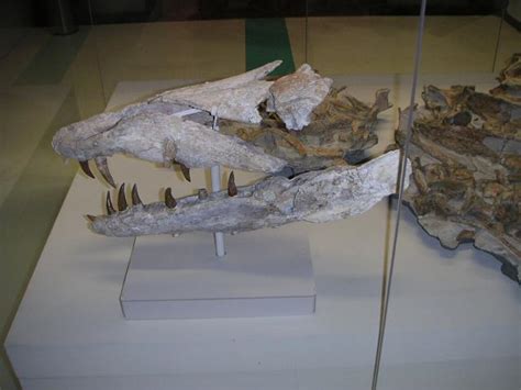 Dakosaurus Skeleton