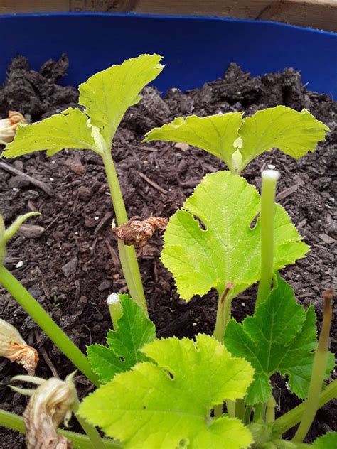 11 Common Zucchini Growing Problems Gardeners Path