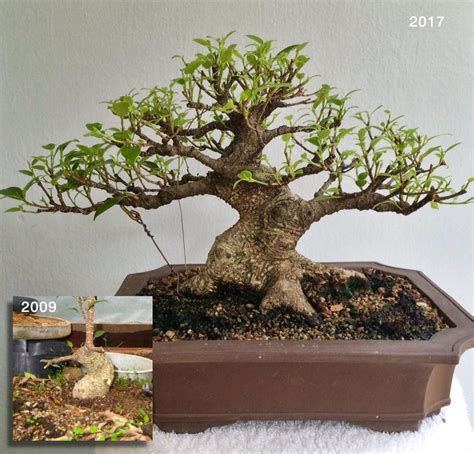 Ficus Microcarpa Tiger Bark Bonsai