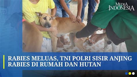 Mencekam Korban Gigitan Anjing Rabies Orang Di Ntt Youtube