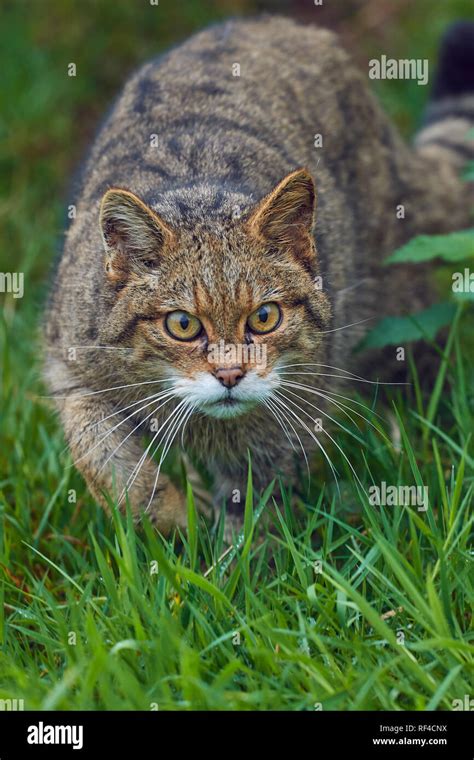 Portrait of a Scottish Wildcat, Felis silvestris silvestris, at a ...