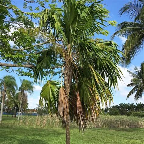 How To Grow Florida Thatch Palm Tree (Thrinax radiata)