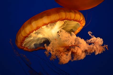 Jellyfish Photo By Dawn Burness National Geographic Your Shot