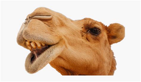 Camel Face Camels Funny, HD Png Download , Transparent Png Image - PNGitem