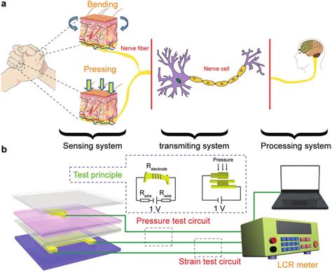 Human Body Sensing System And Simulation A Processing Of Human Body