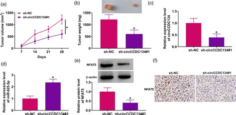 The Regulation Of Circccdc Knockdown On Nonsmall Cell Lung Cancer