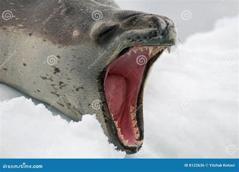 Leopard Seal At Owhiro Bay Royalty-Free Stock Photo | CartoonDealer.com ...