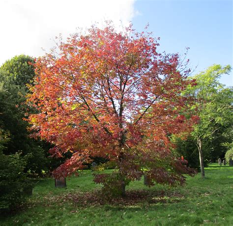 Fraxinus Americana Autumn Purple In Cathays Cemetery