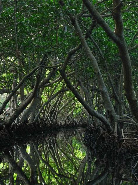 Bhitarkanika Mangroves | Mangrove swamp, Mangrove, National parks