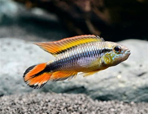 Apistogramma Agassizii