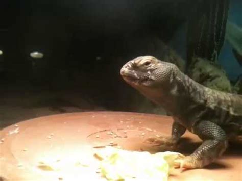 Uromastyx Eating Lettuce Youtube