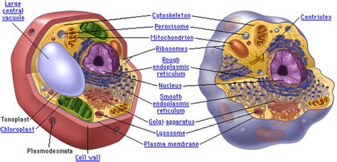 Plant vs. Animal Cells - Cell Organelles