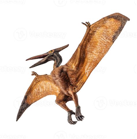 Pteranodon Pterodactyl Dinosaur On White Background 11979345 Png