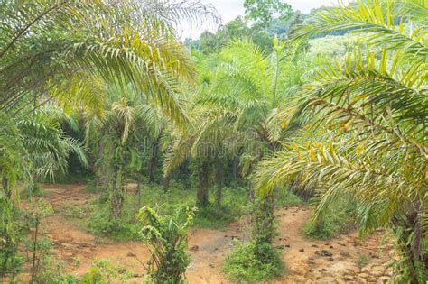 Green Tropical Forest Path Through Green Jungle Hiking In Thailand