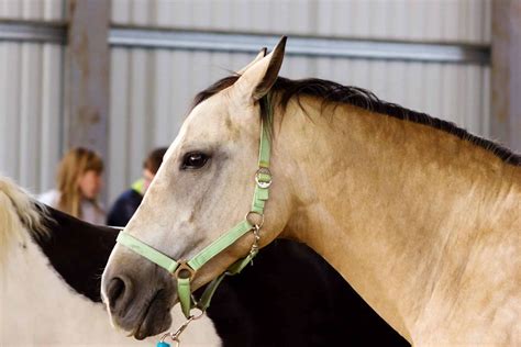 What Is A Dun Horse A Guide To Identifying This Unique Equine Color