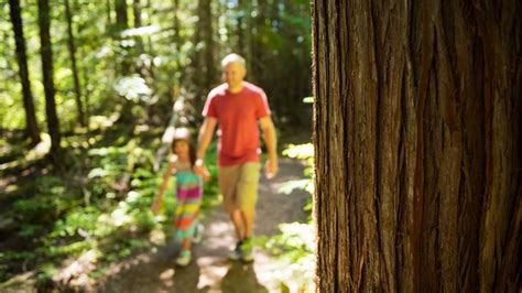 Berleben In Einem Deutschen Wald Ist Das M Glich