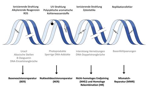 Mitochondrien Und Dna Sch Den Reparaturmechanismen F R Genetische