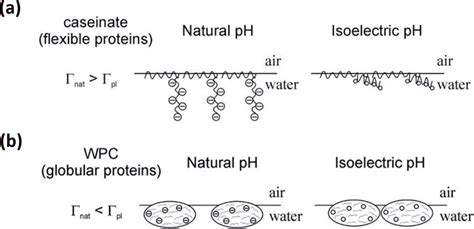 Schematic Presentation Of Caseinates A And Wpc Whey Protein Download Scientific Diagram