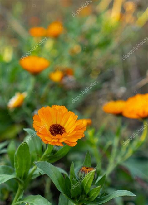 Sunny Calendula Officinales Una Planta Una Cal Ndula Amarillo Naranja