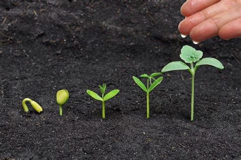 Semillas Tradicionales Para El Futuro De La Humanidad Bio Eco Actual