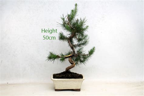 Aleppo Pine Bonsai Tree Number 54b All Things Bonsai