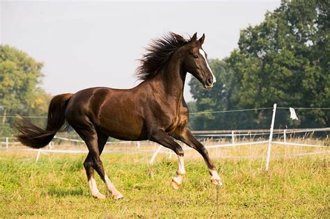 Why Do Horses Have Manes And Tails? - Horses & Foals