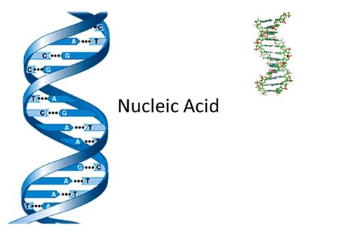 Nucleic Acids Examples