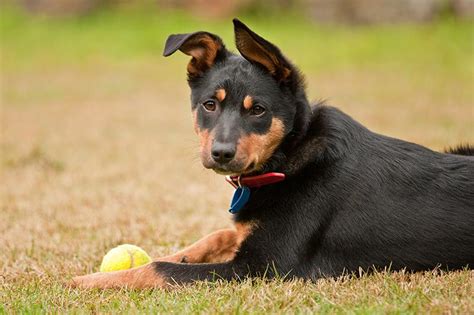 Australian Kelpie Dog Breed Information | Temperament & Health