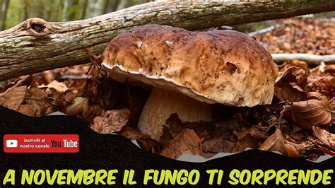 A NOVEMBRE IL FUNGO TI SORPRENDE PORCINI NOVEMBRE 2023 YouTube