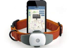 Как правильно выбрать ошейник с GPS навигатором для собаки?