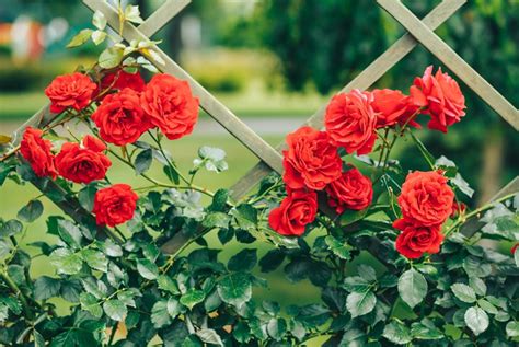 How To Grow Climbing Roses In Your Garden Garden Design