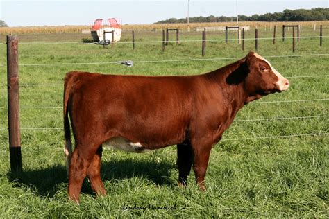 Hanewich Cattle Co.: 2012 Picture Perfect Sale Heifers