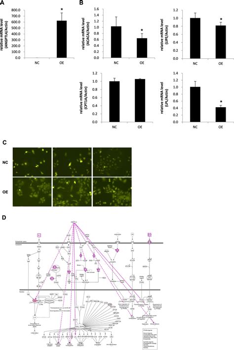 Overexpression Of Angptl Has An Equal Effect On The Regulation Of