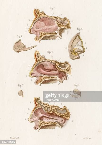 195 Nose Cartilage Stock Photos, High-Res Pictures, and Images - Getty ...