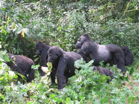 Senderismo de 2 días de Kigali a Bwindi para ver gorilas en Uganda