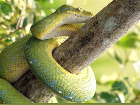 Crawling Snake Stock Image Image Of Life Beautiful 22108777