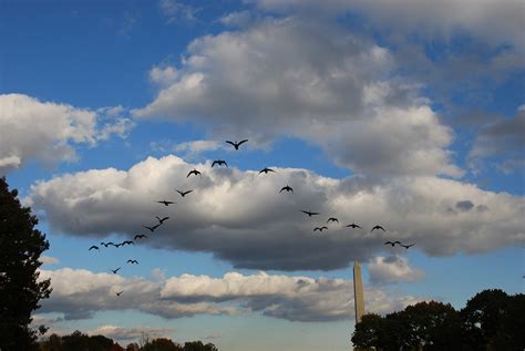 Birds Formation Flight - Free photo on Pixabay - Pixabay